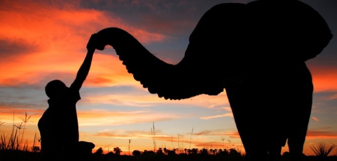 Botswana Safari: A Passion for Elephants