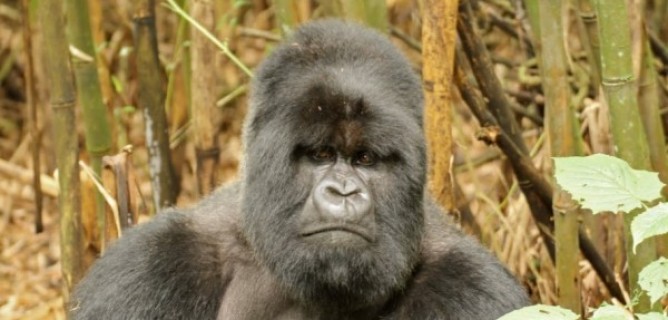 Wilds of Rwanda Gorilla Trekking