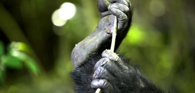Uganda Gorilla Trekking Safari