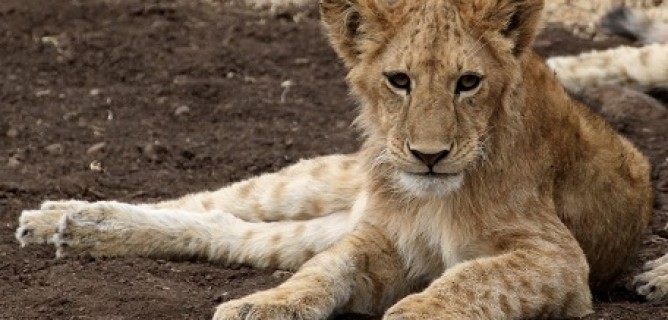 Discoveries of Kenya Safari