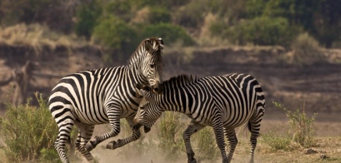 Best of South Africa Safari